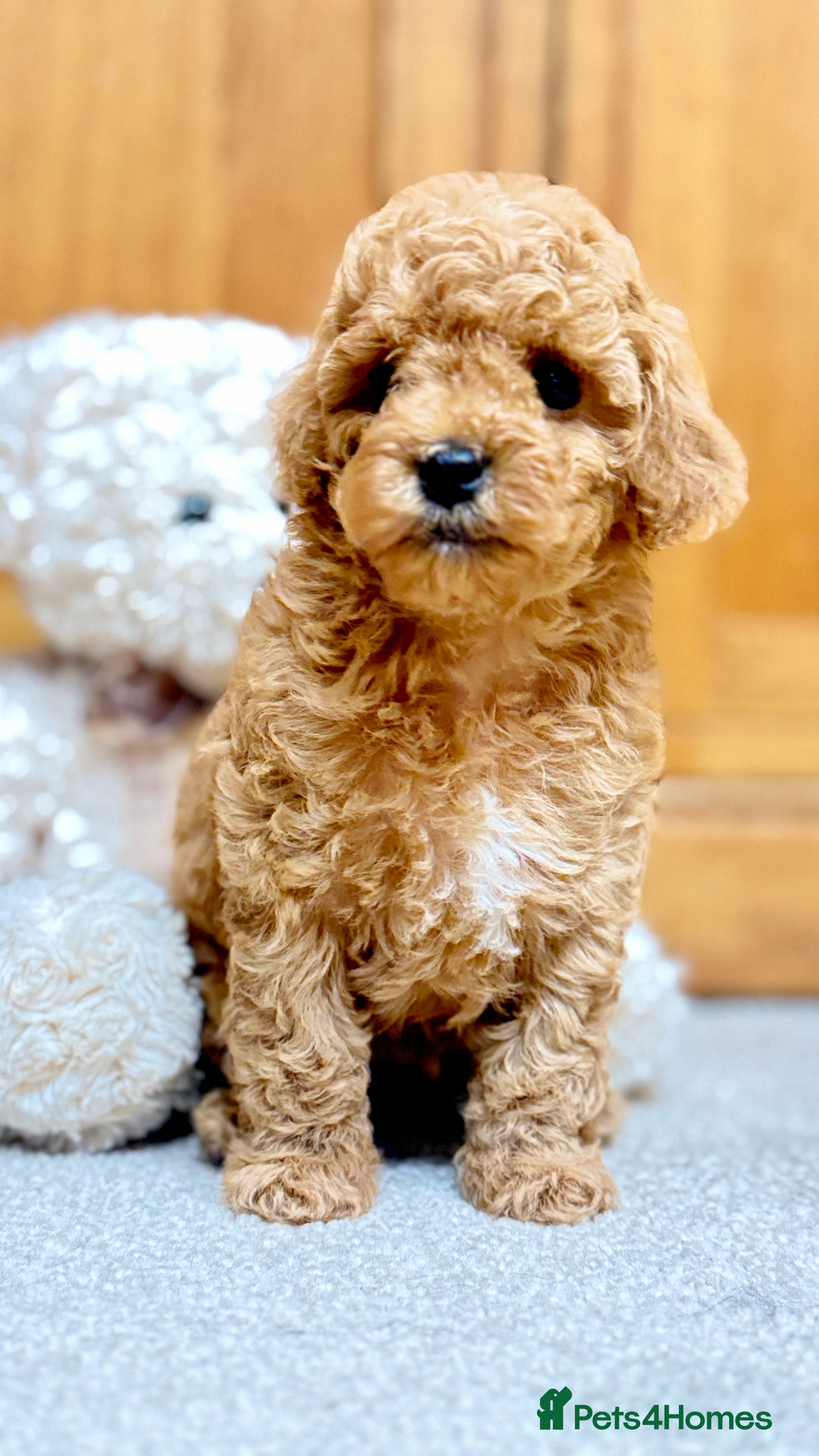 Miniature Poodle dogs Gorgeous KC Registered Miniature Poodles - Advert 7