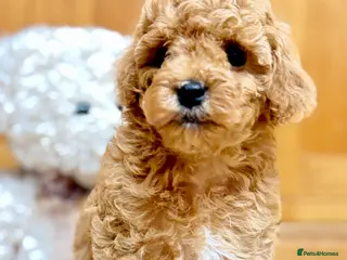 Miniature Poodle dogs Gorgeous KC Registered Miniature Poodles - Advert 6
