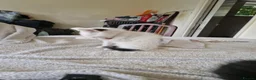 Mixed Breed cats for sale: Adorable kittens for sale  - Advert 25