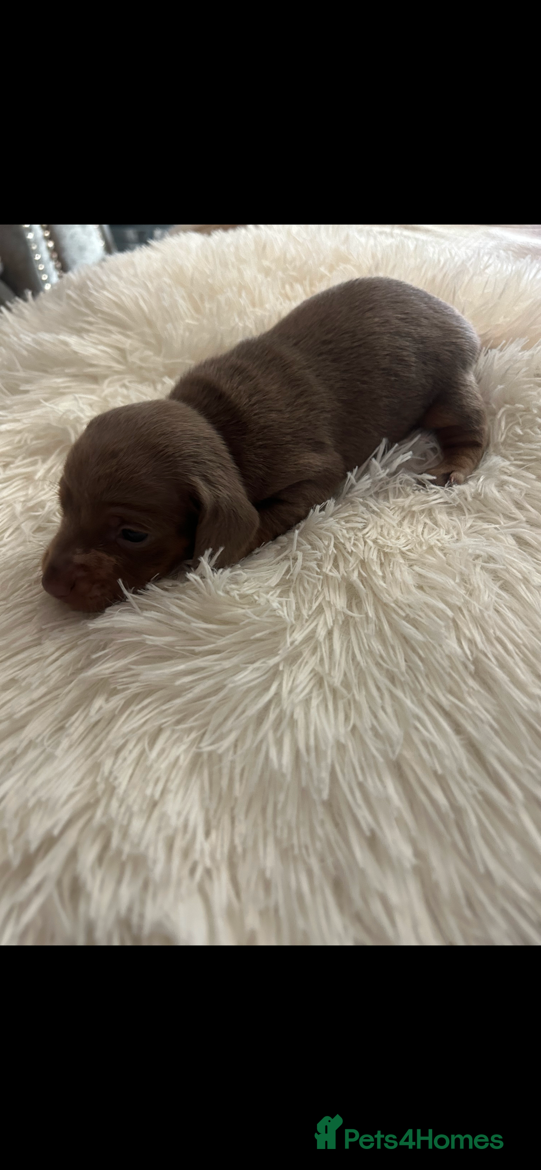 Miniature Dachshund dogs for sale: Miniature dachshunds  - Image 8
