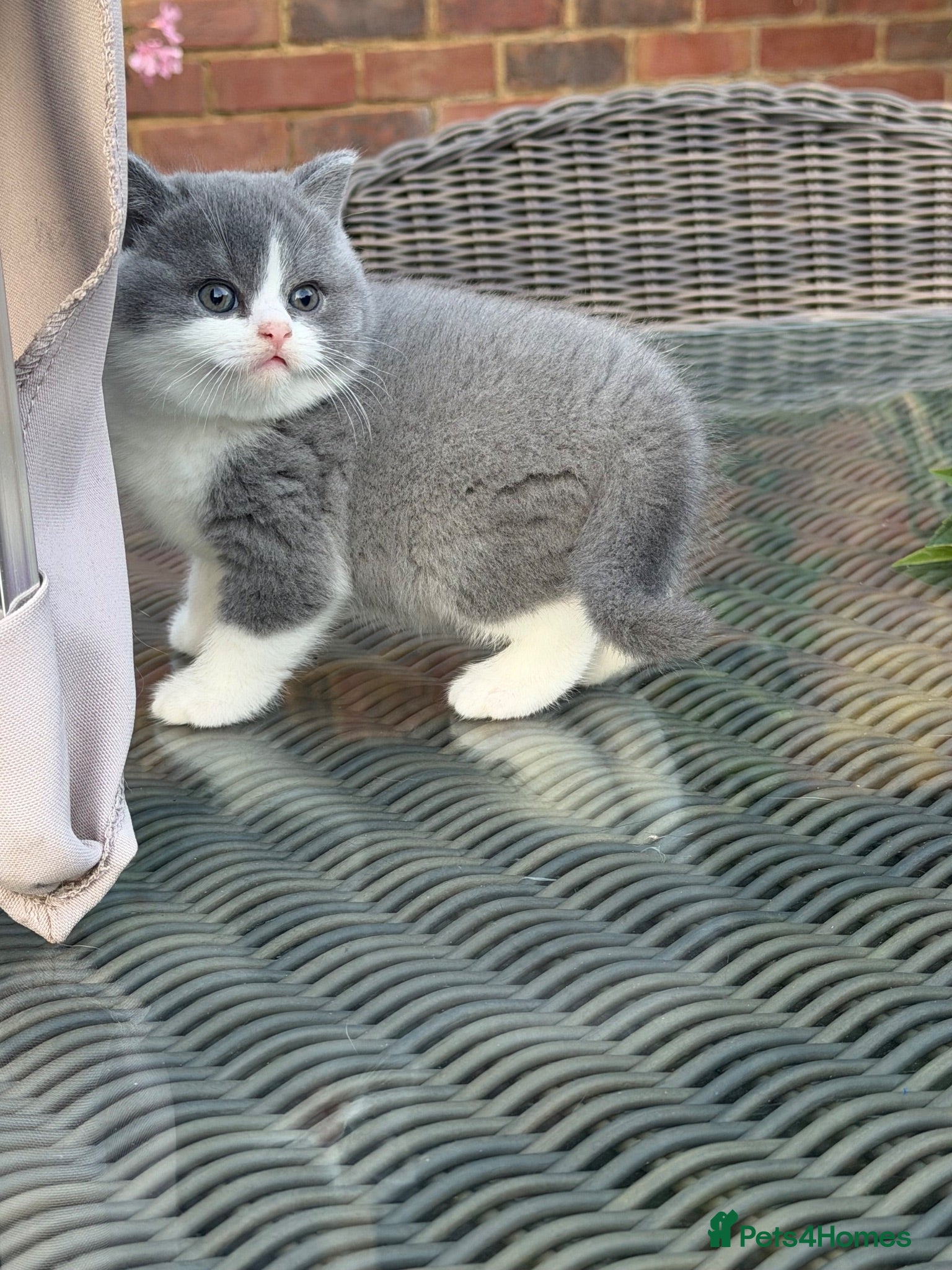 British Shorthair cats FULL PEDIGREE REGISTERED BSH  - Advert 2