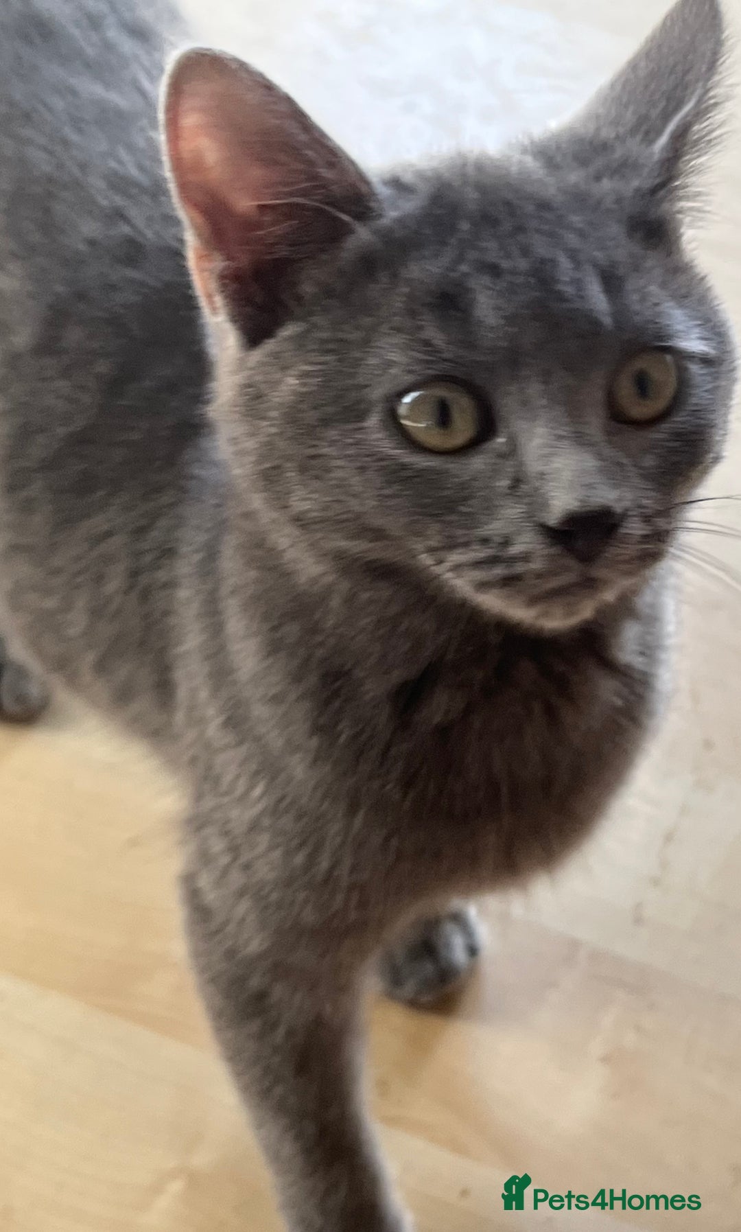 Mixed Breed cats for sale: Munchkin x British shorthair kittens - Advert 15