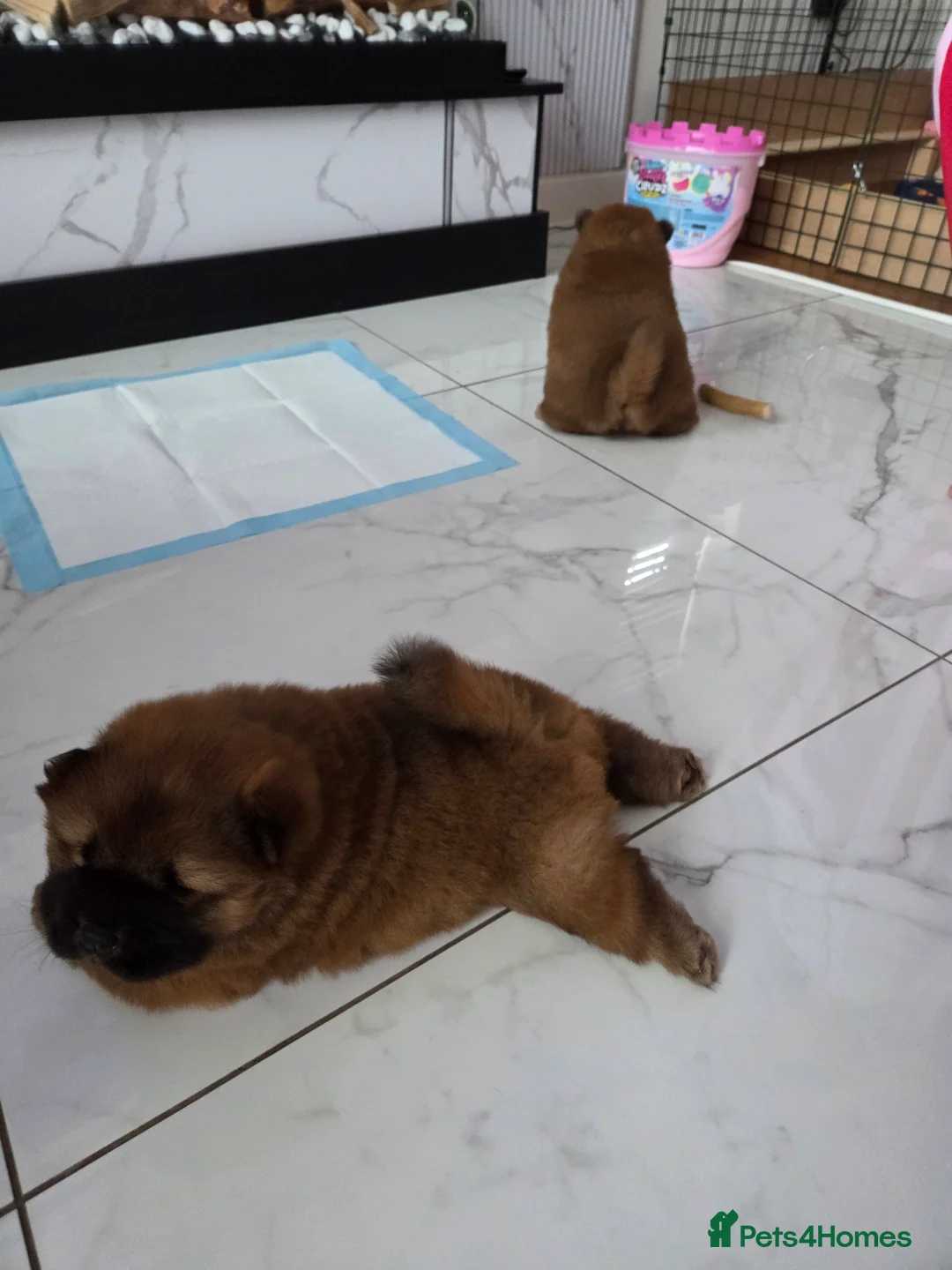 Chow Chow dogs for sale: READY NOW !!! KC REGISTERED CHOW CHOW GIRL - Advert 8