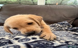 Goldador dogs for sale: READY TO COLLECT! 9 gorgeous goldador’s! - Image 7