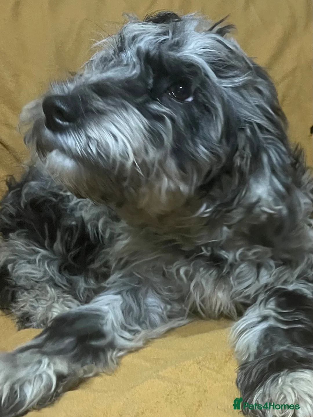 Sproodle dogs for sale: Sproodle pup's springer spaniel x poodle hypo coat - Advert 2