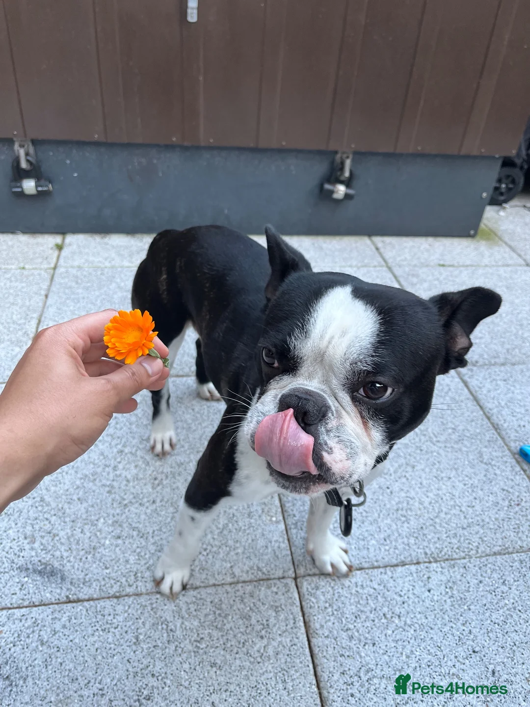 Mixed Breed dogs for stud: Healthy Strong Frenchie Cross Staffordshire Stud🐶 - Advert 2