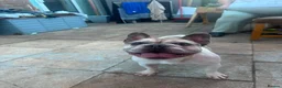 French Bulldog dogs for sale: Zeusy - Advert 5