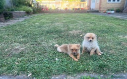 German Spitz dogs for sale: 4x Beautiful German Spitz Pomeranian Puppies  - Image 22