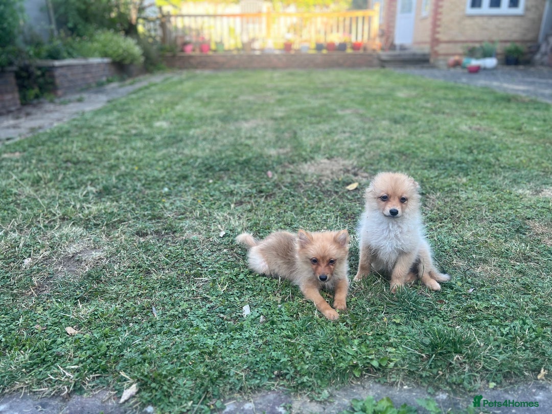 German Spitz dogs for sale: 4x Beautiful German Spitz Pomeranian Puppies  - Image 22