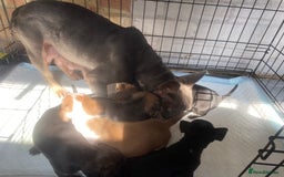 Mixed Breed dogs for sale: French bulldog x Staffordshire bull terrier - Image 30