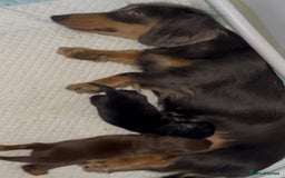 Miniature Dachshund dogs for sale: Miniature Dachshund Long haired puppies - Image 7