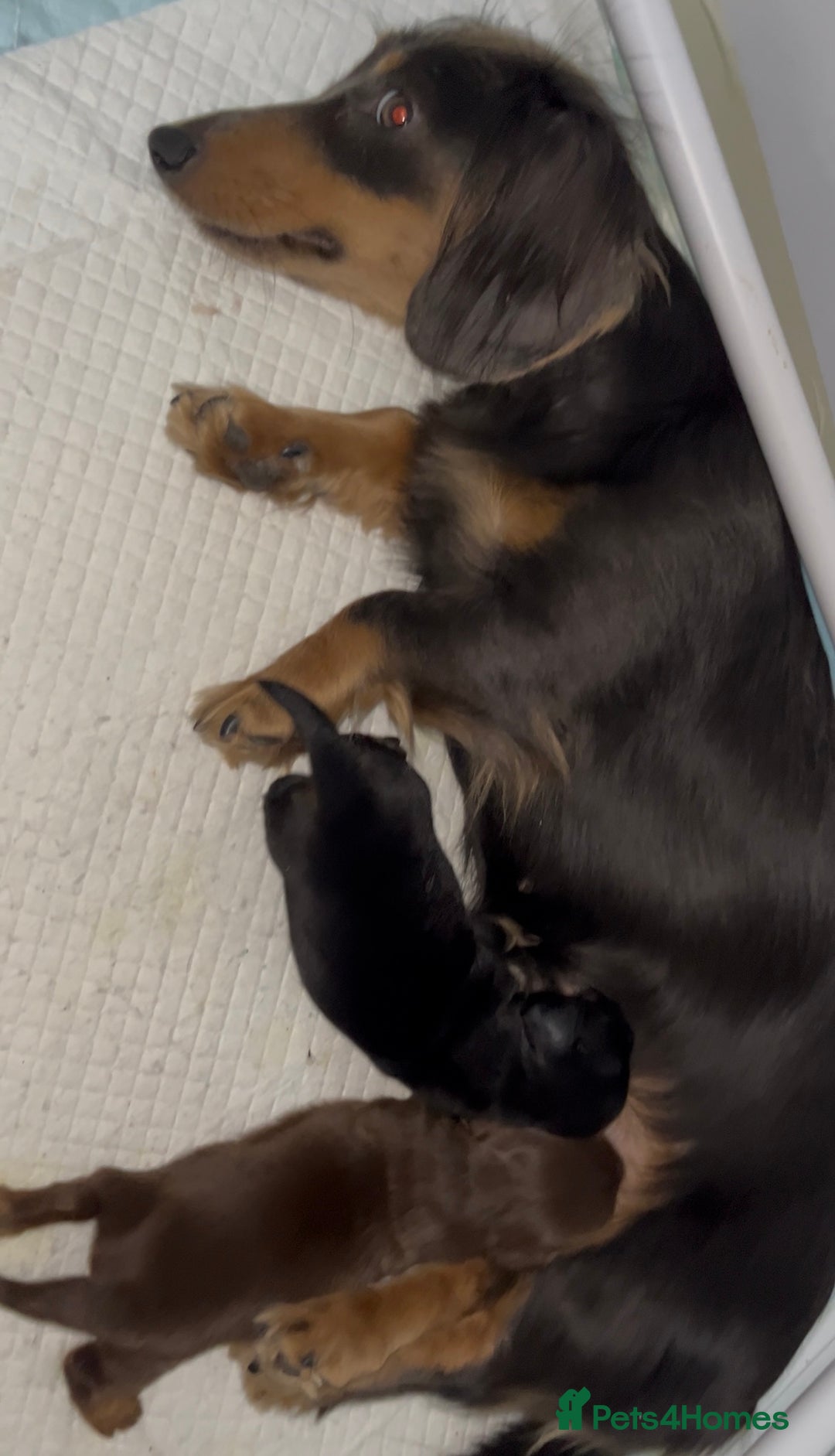 Miniature Dachshund dogs for sale: Miniature Dachshund Long haired puppies - Image 7