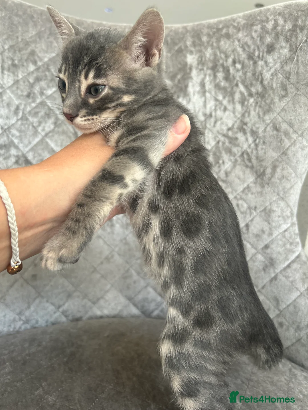 Bengal cats for sale: 💙Beautiful Blue Bengal Kittens - TICA Reg 💙 - Advert 14