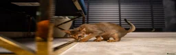 Abyssinian cats for sale: Majestic Abyssinian Boy-READY NOW-Champion Line - Advert 9