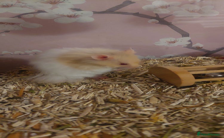 Hamster rodents - Advert 1