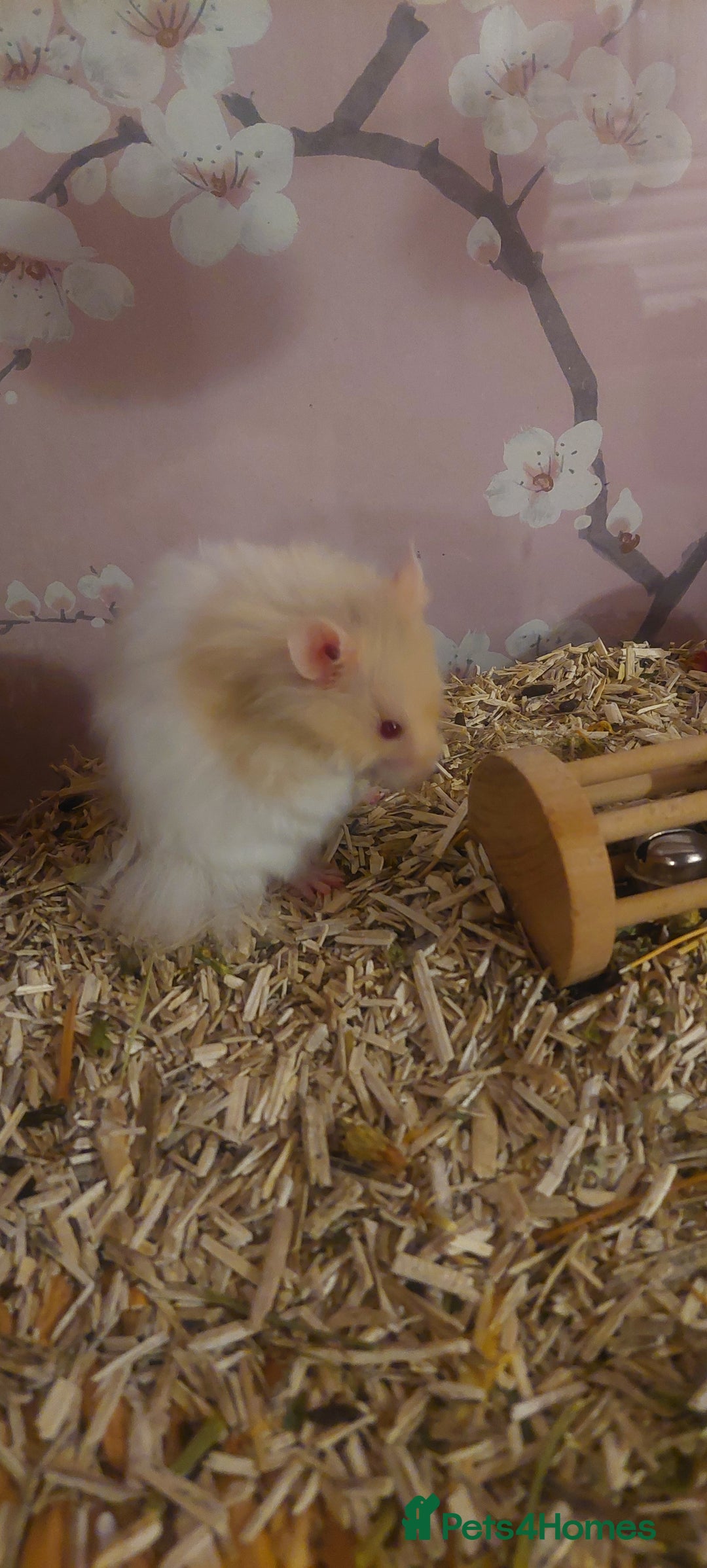 Hamster rodents for sale: Male syrian hamster  - Image 1