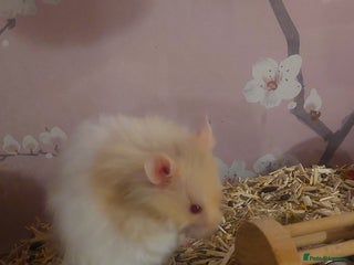 Hamster rodents - Advert 1