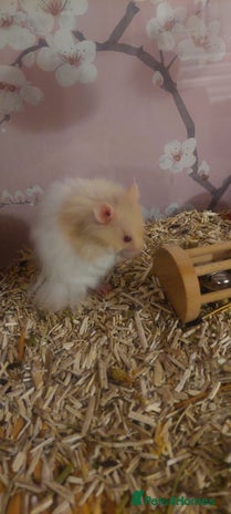 Hamster rodents - Advert 1