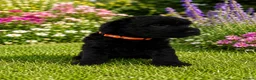 Mixed Breed dogs for sale: Airedoodles F1 airedale mum. Phantom poodle dad  - Advert 9