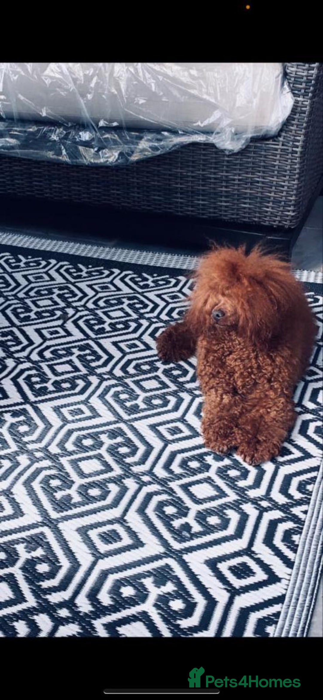 Cavapoo dogs for sale: Beautiful dark Red F1 cavapoos - Advert 3