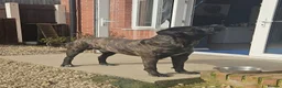 Cane Corso dogs for sale: Beautiful cane corso x puppies  - Advert 17