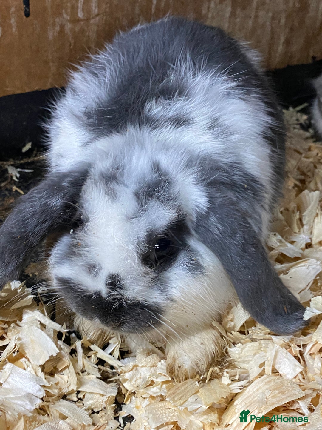 Mini Lop rabbits for sale: Stunning babies various ages vaccinated  - Advert 28