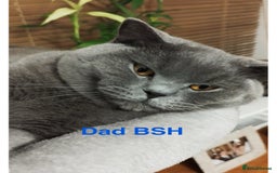 British Shorthair cats for sale: BSH Blue, White rare, Cream, Grey adorable kittens - Image 15
