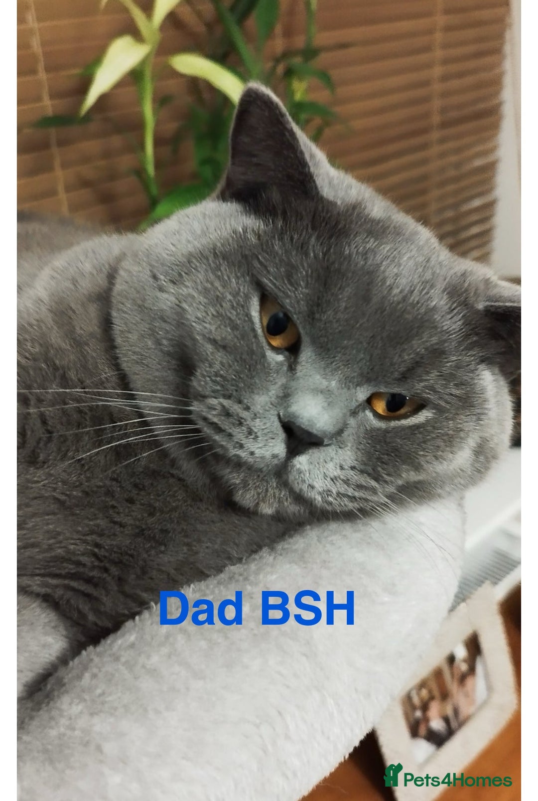 British Shorthair cats for sale: BSH Blue, White rare, Cream, Grey adorable kittens - Image 15