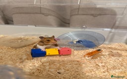 Hamster rodents for sale: Baby Syrian hamsters  - Image 2