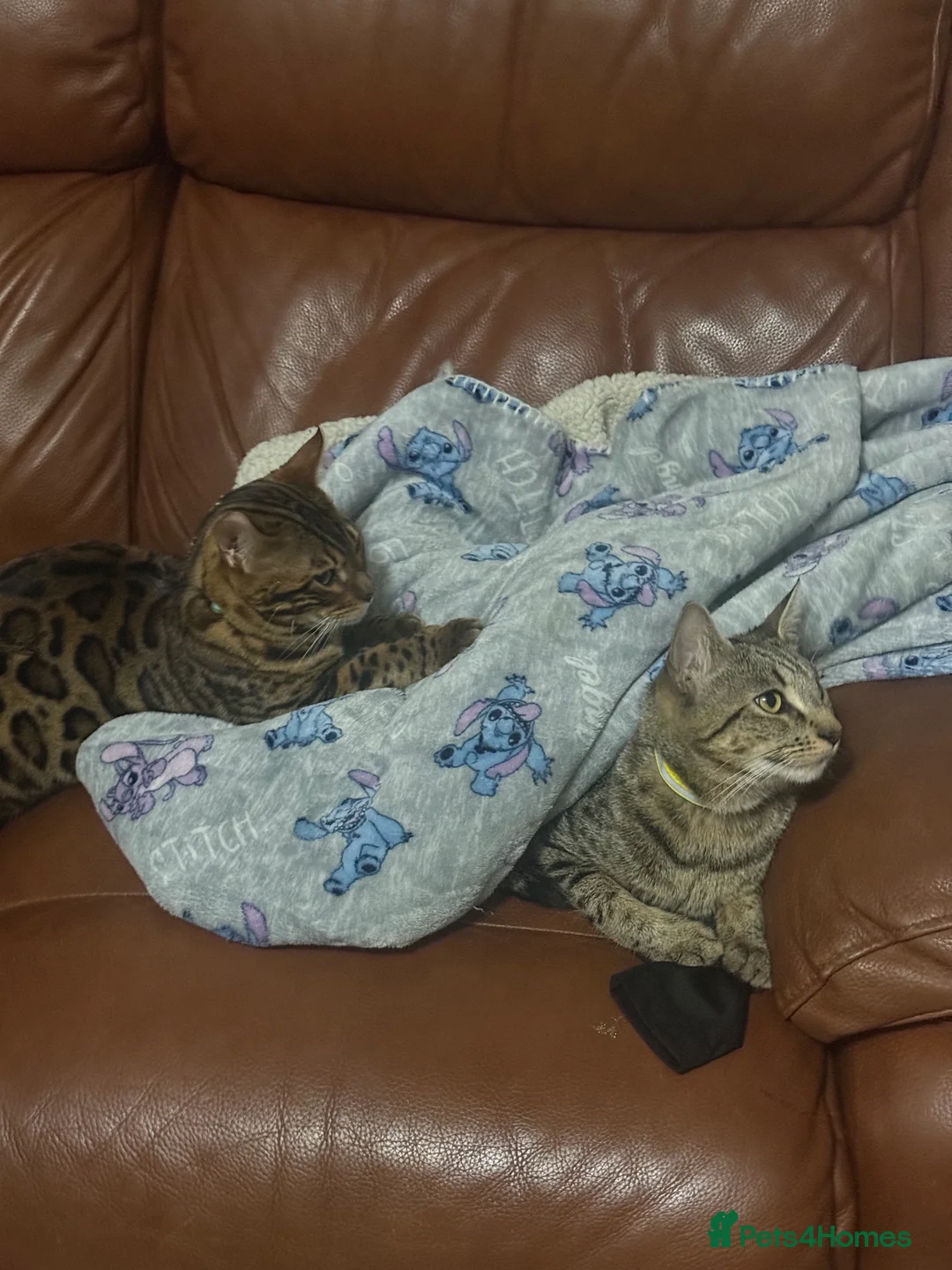 Mixed Breed cats for sale: Mixed Bengal and tabby cats  - Advert 2