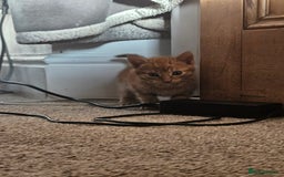 Mixed Breed cats for sale: 5 beautiful kittens - Image 3
