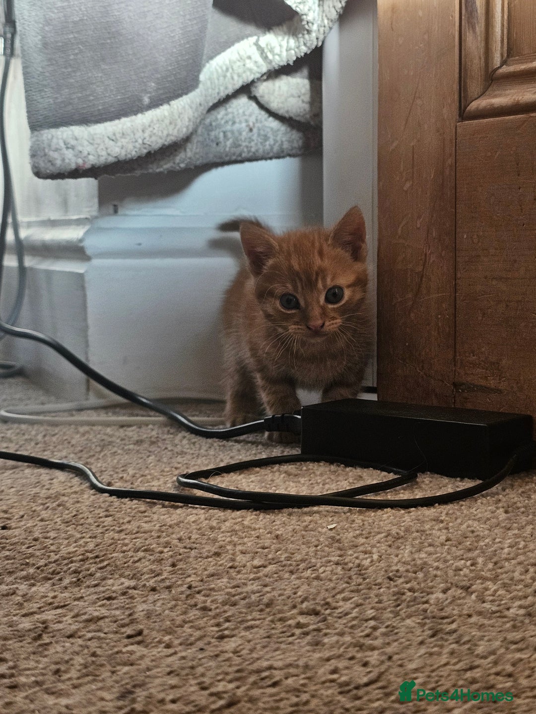 Mixed Breed cats for sale: 5 beautiful kittens - Image 3