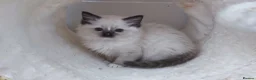 Ragdoll cats for sale: RAGDOLLS GIRL SEAL POINT BLUE EYES  - Advert 9