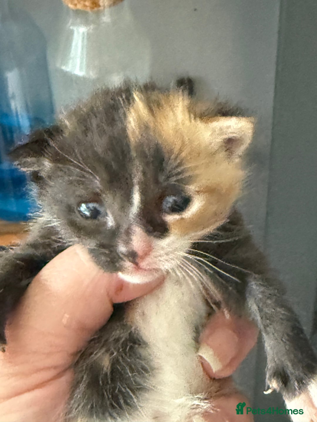 British Shorthair cats for sale: Very cute kittens ginger boy 2 x girls £50 - Image 1