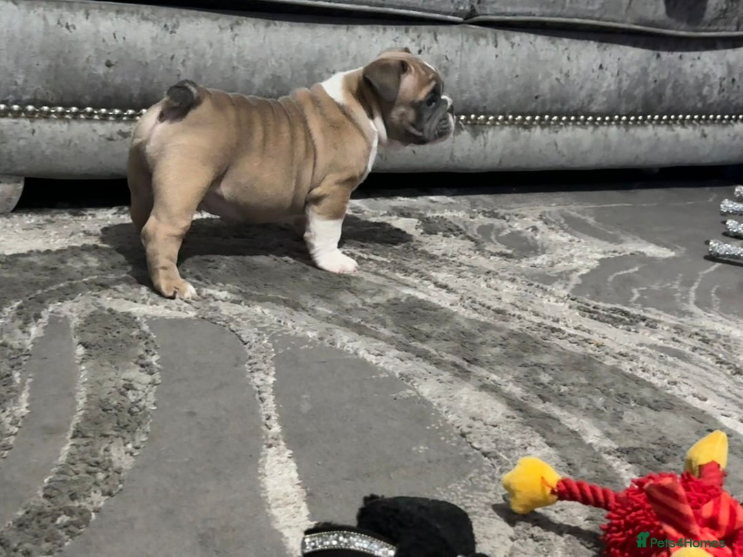 English Bulldog dogs for sale: Male miniature bulldog puppy - Advert 11