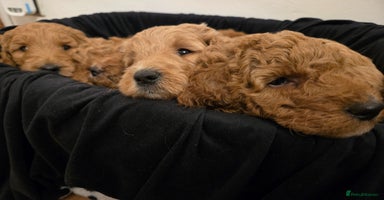 Goldendoodle dogs Beautiful F1B Goldendoodle Puppies DNA tested - Advert 14