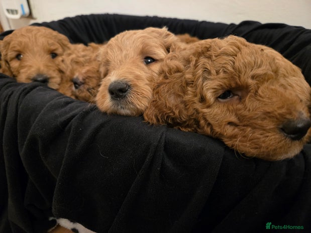 Goldendoodle dogs Beautiful F1B Goldendoodle Puppies DNA tested - Advert 1