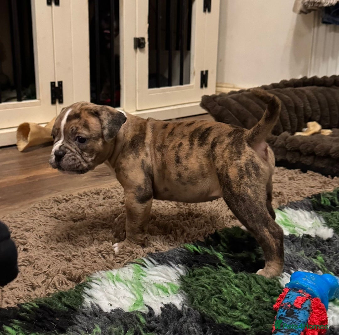 Olde English Bulldogge dogs for sale: (Reduced) Olde English Bulldogges puppies  - Advert 11