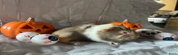 Guinea Pig rodents for sale: Skinny pigs sows & funky boys  - Advert 22
