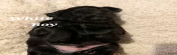 Sprocker dogs for sale: Sprocker Puppies READY NOW ✨️ - Advert 34