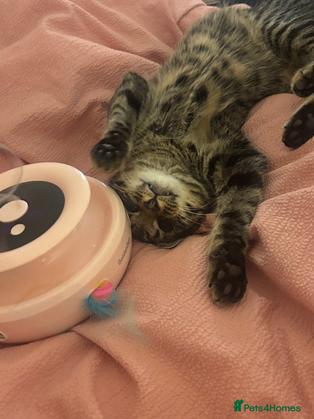 Mixed Breed cats for sale: Mixed Tabby kitten  - Image 1