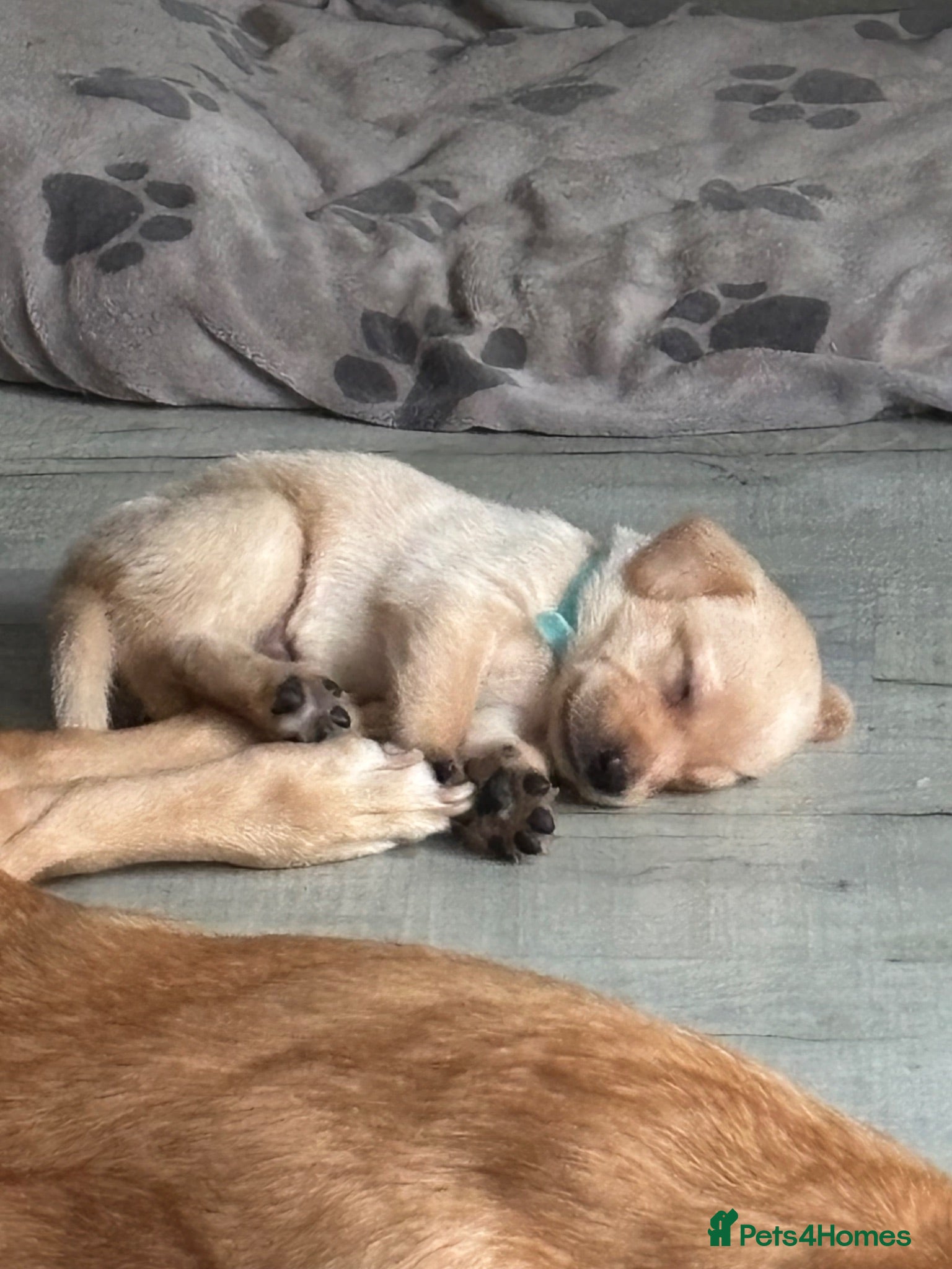 Labrador Retriever dogs Labrador retriever puppies for sale  - Advert 2