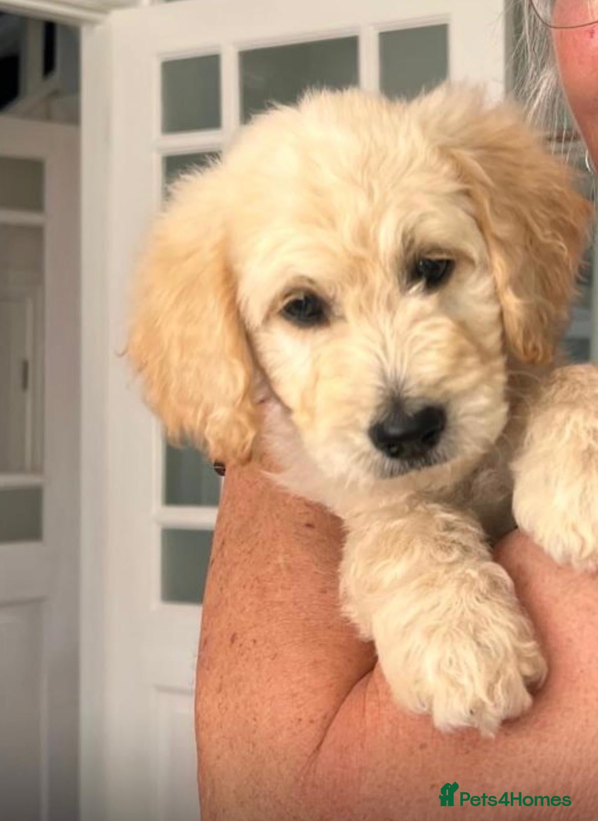 Goldendoodle dogs 🐾 Goldendoodle Puppies ready for forever homes 🐾 - Advert 2