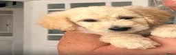 Goldendoodle dogs for sale: 🐾 Goldendoodle Puppies ready for forever homes 🐾 - Advert 12