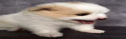 Pomeranian dogs for sale: Beautiful Pomeranian Puppies – Harrow in Harrow - Advert 7