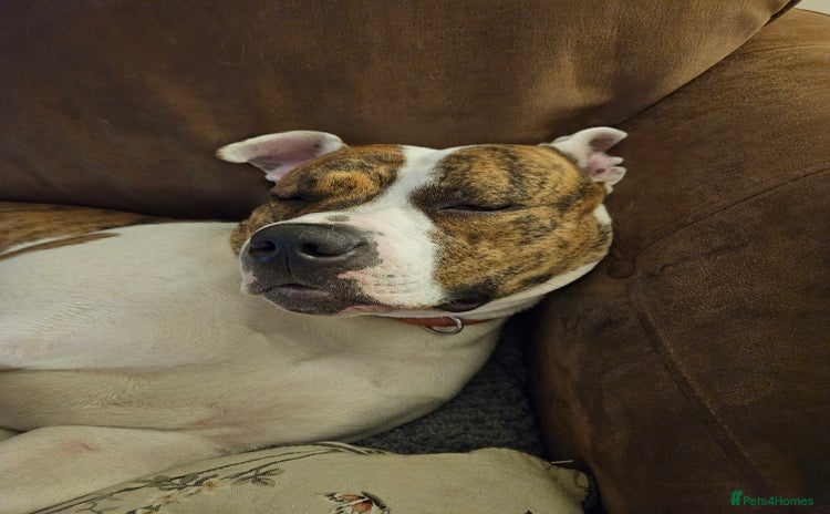 American Bulldog dogs - Advert 1