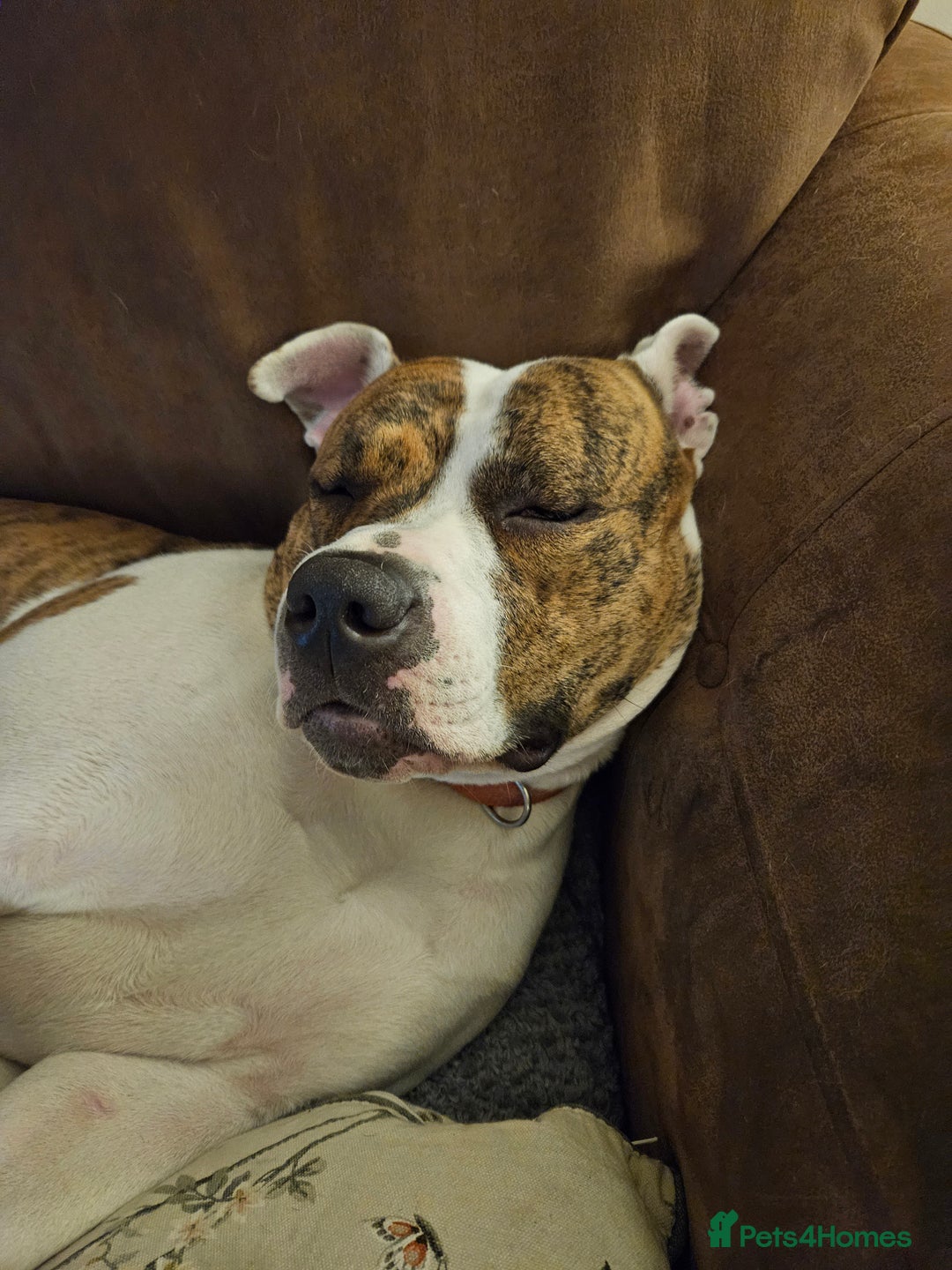 American Bulldog dogs for sale: American Bulldog/staffy - Image 1