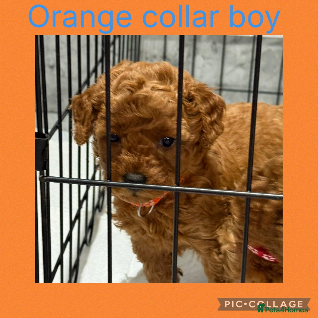 Cavapoo dogs for sale: 8 x cavapoo F1B puppies ready to leave  - Advert 12