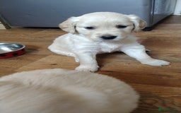 Golden Retriever dogs for sale: Golden Retriever Puppies For Sale - Image 6