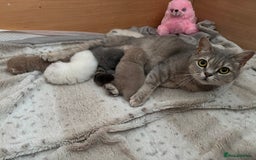 British Shorthair cats for sale: Beautiful British short hairs  - Image 18